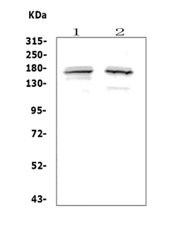 ASXL1 Antibody
