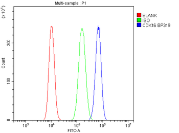 PCTAIRE1/CDK16 Rabbit Polyclonal Antibody