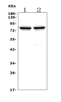 Choline Acetyltransferase/CHAT Rabbit Polyclonal Antibody
