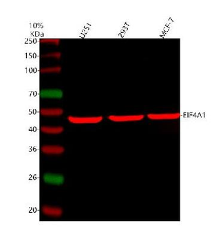 EIF4A1 Antibody