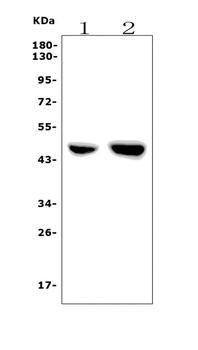 PAR1/Thrombin Receptor/F2R Rabbit Polyclonal Antibody