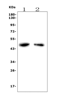 PAR1/Thrombin Receptor/F2r Rabbit Polyclonal Antibody