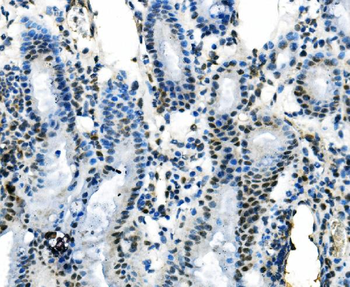 IRF1 Rabbit Polyclonal Antibody