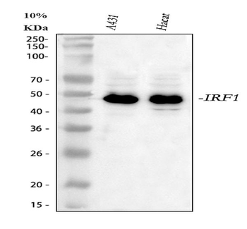 IRF1 Rabbit Polyclonal Antibody