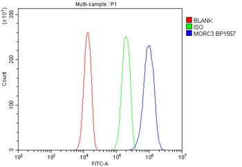 MORC3 Rabbit Polyclonal Antibody