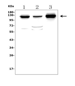 MORC3 Rabbit Polyclonal Antibody