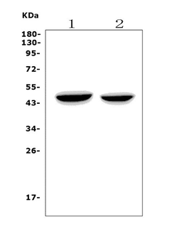 NDRG1 Rabbit Polyclonal Antibody