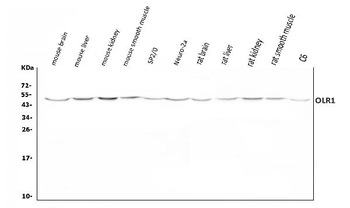 LOX 1/Olr1 Rabbit Polyclonal Antibody