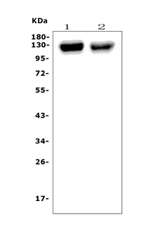 CD31/Pecam1 Rabbit Polyclonal Antibody