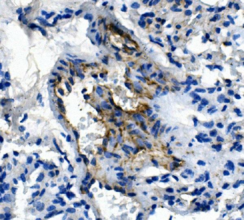 CD31/Pecam1 Antibody