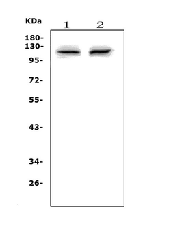 PMS2 Rabbit Polyclonal Antibody