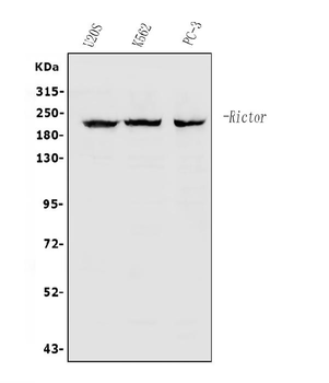 RICTOR Rabbit Polyclonal Antibody