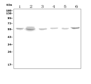 VMAT1/SLC18A1 Antibody