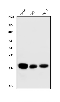 CD59 Antibody (monoclonal, 3C10)