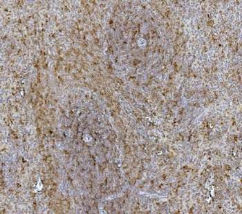 Hsc70 Antibody (monoclonal, 3B6)