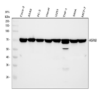 Hsc70 Antibody (monoclonal, 3B6)