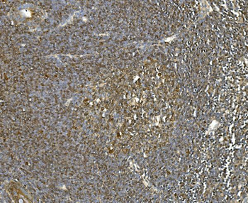 Hsc70 Antibody (monoclonal, 3B6)