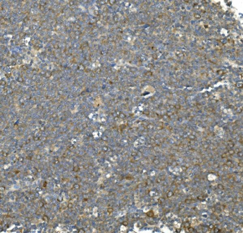 Hsc70 Antibody (monoclonal, 3B6)