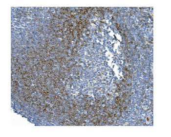 CD79b Mouse Monoclonal Antibody