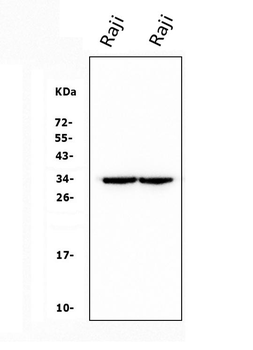 CD79b Mouse Monoclonal Antibody