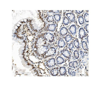 PTBP1 Mouse Monoclonal Antibody