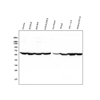 PTBP1 Mouse Monoclonal Antibody