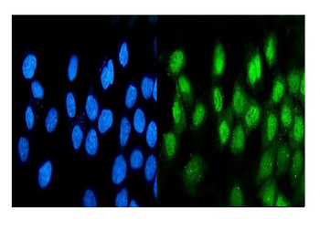 ATF1 Antibody (monoclonal, 7F8)
