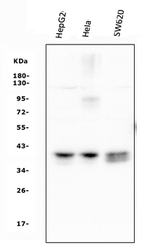 ATF1 Antibody (monoclonal, 7F8)