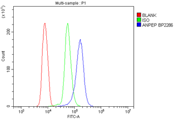 CD13/ANPEP Antibody