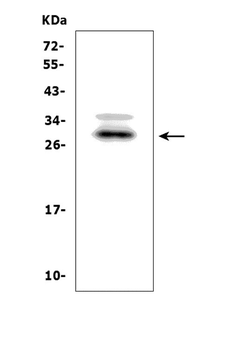 BAMBI/NMA Rabbit Polyclonal Antibody