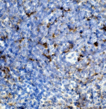 CCR2 Antibody