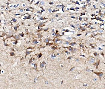 Muscarinic Acetylcholine Receptor 1/CHRM1 Rabbit Polyclonal Antibody