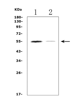 Muscarinic Acetylcholine Receptor 1/CHRM1 Rabbit Polyclonal Antibody