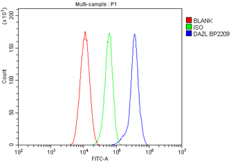 DAZL Rabbit Polyclonal Antibody