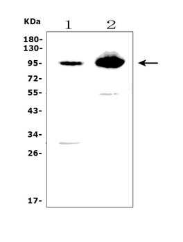 Band 4.1-like protein 5 EPB41L5 Rabbit Polyclonal Antibody