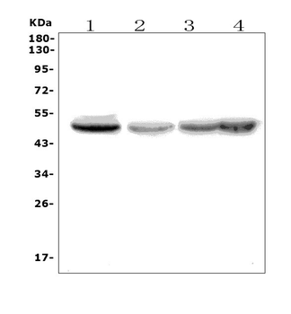 eRF1/ETF1 Rabbit Polyclonal Antibody