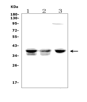 FDPS/FPS Rabbit Polyclonal Antibody
