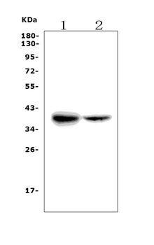 FDPS/FPS Rabbit Polyclonal Antibody