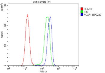 FOXF1 Rabbit Polyclonal Antibody