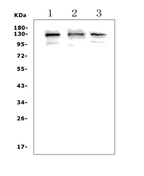 Growth hormone receptor/GHR Picoband® Rabbit Polyclonal Antibody