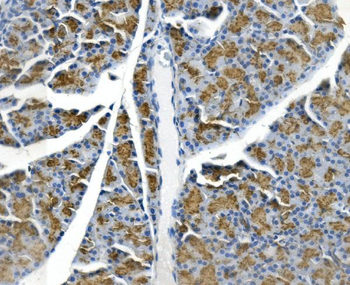 GP2 Rabbit Polyclonal Antibody