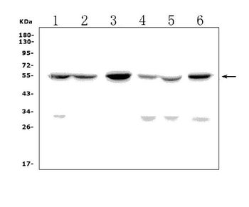 GP2 Rabbit Polyclonal Antibody