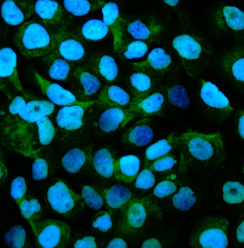 GPNMB/Gpnmb Antibody