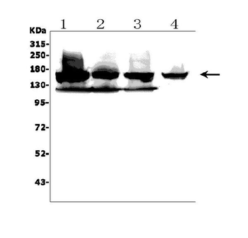 KDM6B/JMJD3 Rabbit Polyclonal Antibody