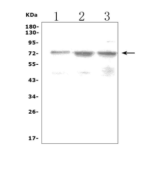 LRRC32 Rabbit Polyclonal Antibody