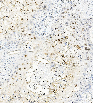 MAFA Rabbit Polyclonal Antibody