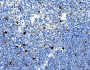 MAFA Rabbit Polyclonal Antibody