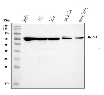 Menin/MEN1 Rabbit Polyclonal Antibody