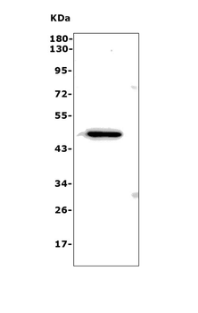 ND4/Mtnd4 Rabbit Polyclonal Antibody