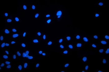 XLF/NHEJ1 Picoband® Rabbit Polyclonal Antibody